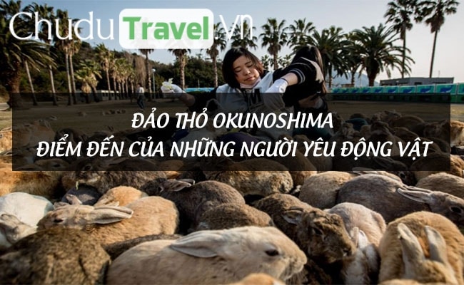 Đảo thỏ Okunoshima – Điểm đến của những người yêu động vật